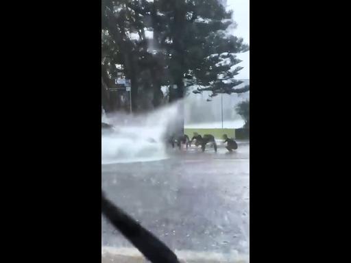 Surfers make the most of Sydney storm by asking cars for a "wave" splash