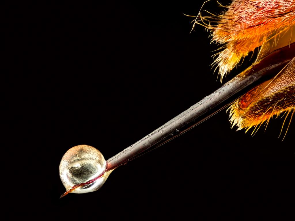 19th Place Asian hornet (Vespa velutina) with venom on its stinger Picture: Pierre Anquet