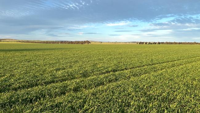 Wheat and canola crops have been predominantly grown at the Elambone Aggregation, plus prime lamb production.