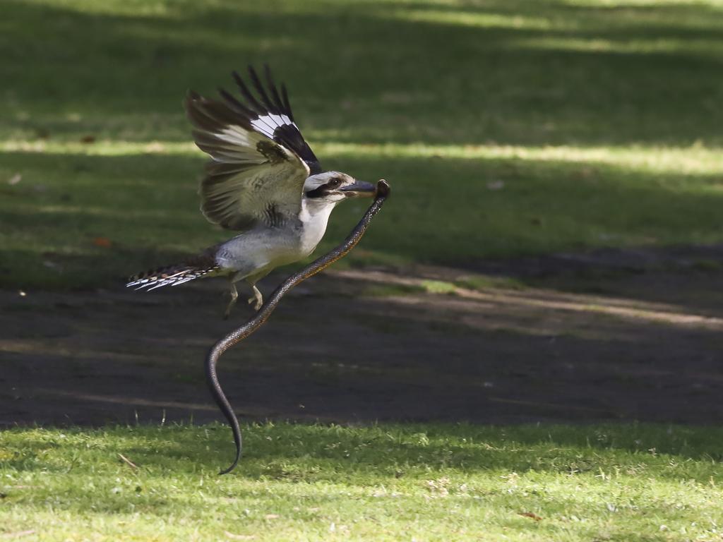 The kookaburra left the snake dead on the ground and flew off. Picture: Dave Black/Magnus News