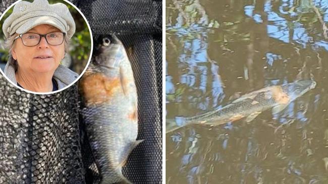 Authorities are investigating fish near Borumba Dam after Kerri Saint (pictured) found dozens with large yellow-orange splotches and marks on their skin swimming in the water.