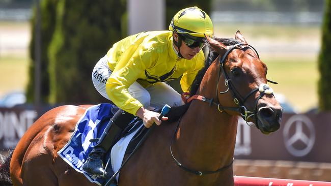 Unflinching is aiming to stay unbeaten when he lines up in the Manfred Stakes. Picture: Racing Photos via Getty Images