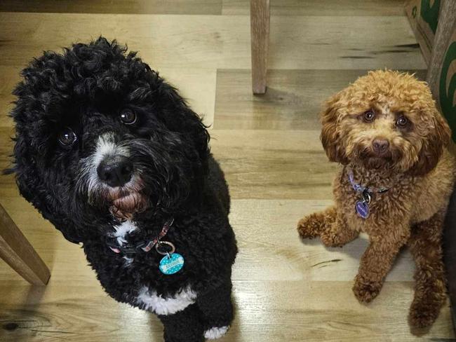 Southern Downs' cutest dog Murphy with brother Arthur