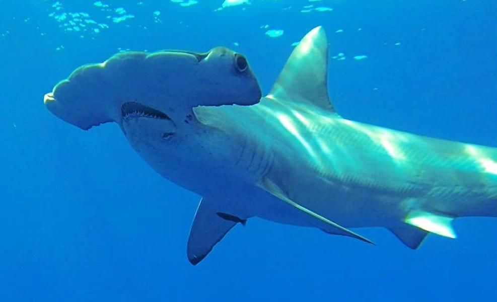 new-rules-for-catching-hammerhead-sharks-the-courier-mail