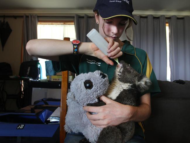 Volunteer wildlife carer Minka Macaule, 14, feeds an injured koala joey at the Kangaroo Island Wildlife Park after it was decimated by a bushfire on January 4. Picture: Getty