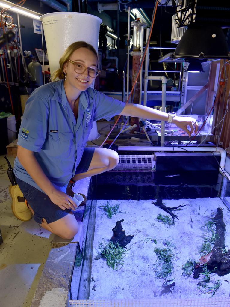 Behind the scenes at Reef HQ. Aquarist Samantha Kentwell at the Seagrass Tank. . Picture: Evan Morgan