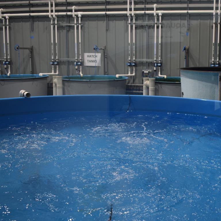 The Gladstone Area Water Board (GAWB) unveiled its $12m purpose-built Aquaculture fish hatchery operations on Friday. Picture: Nilsson Jones