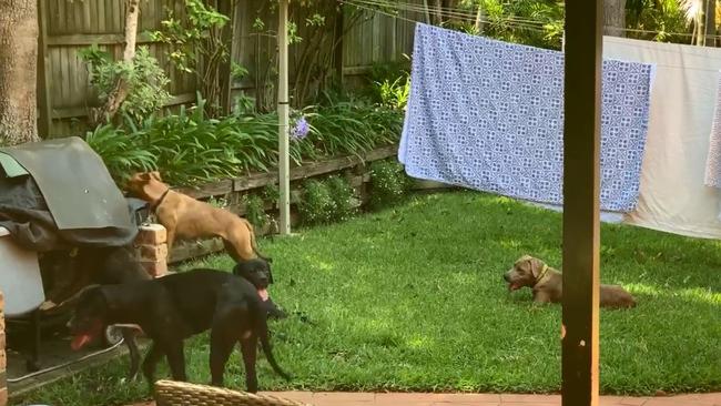 The pack of dogs in Beatriz George ‘s property after they attacked her pet, Chilli.