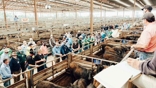 Colder weather was starting to make its mark on quality at the Pakenham store cattle sale. Picture: Chloe Smith