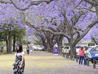 See Park, Jacaranda trees. Picture: Kathryn Lewis