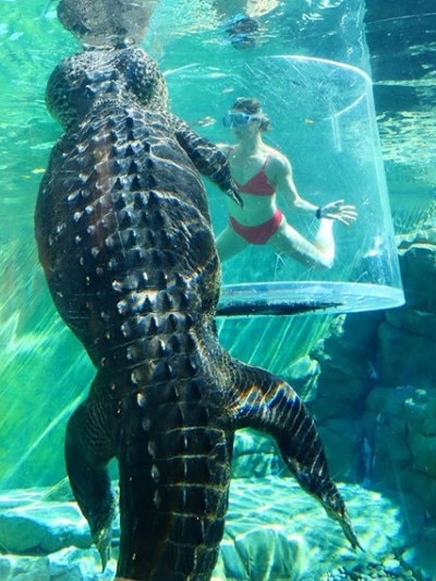 Erin McNaught visiting Wendell at Crocosaurus Cove in Darwin. Picture: Instagram