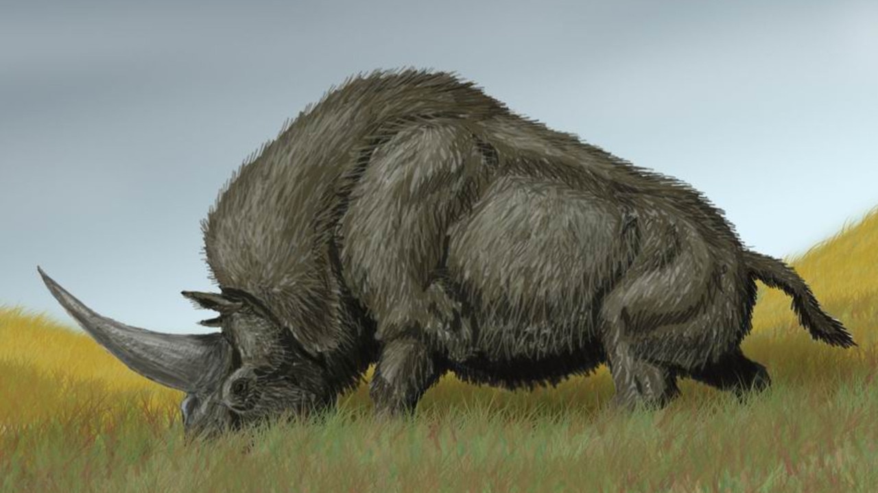 A drawing of Elasmotherium sibiricum known as the Siberian unicorn. Picture: DiBgd/Wikimedia Commons