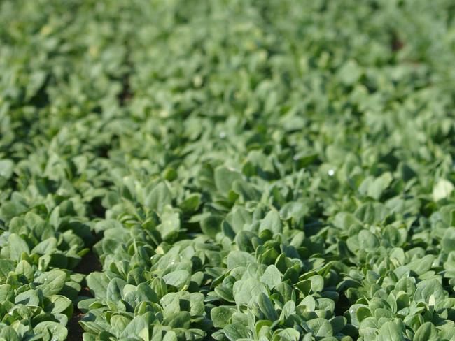 A Victorian grower ploughed leafy vegetables into the ground recently.