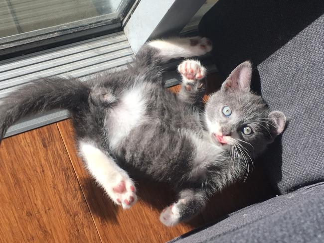 Basil: Basil is busted hiding in the corner but uses the opportunity to beg for a belly rub.
