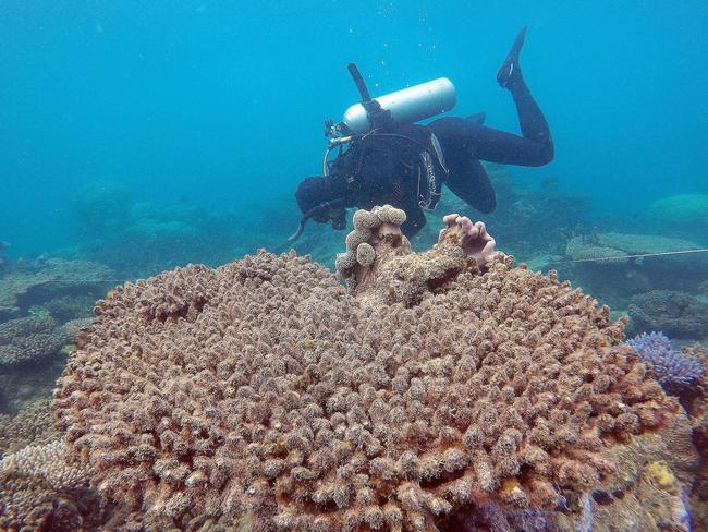 Scientists assess coral mortality on Zenith Reef following the bleaching event, Northern Great Barrier Reef, November 2016. Picture: ARC Centre of Excellence for Coral Reef Studies, Greg Torda/AAP