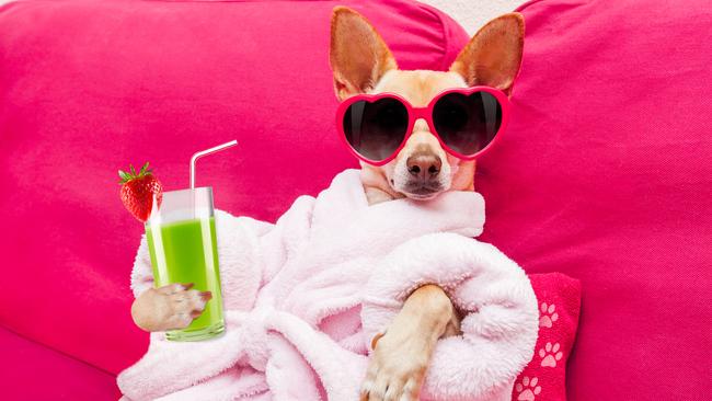 Australians’ willingness to put the welfare of their pets ahead of other priorities will, of course, be tested as the slowdown gathers intensity and mortgage stress multiplies. Picture: iStock