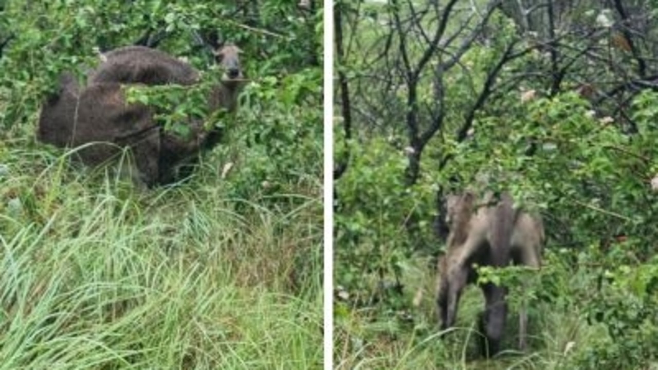 Police seek help amid claims of shocking arrow attacks on animals