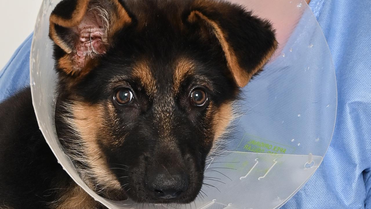 Holly Fyfe with Kaige the11 week old parvovirus infected German Shepherd. Picture: Cordell Richardson