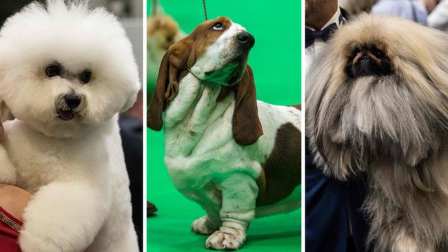 BEST DOGGOS OF BRUM NEC