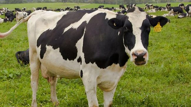 GE-cow produces low allergy milk | news.com.au — Australia’s leading ...