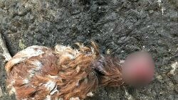 A photo of a dead chicken found during an inspection. Photo: RSPCA