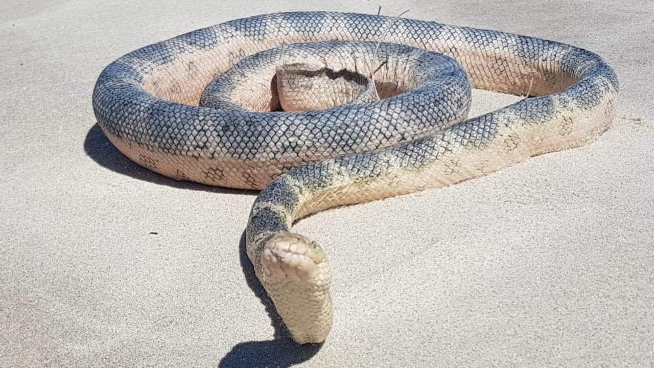 Bribie Island: Deadly Sea Snake Spotted On Beach | The Courier Mail