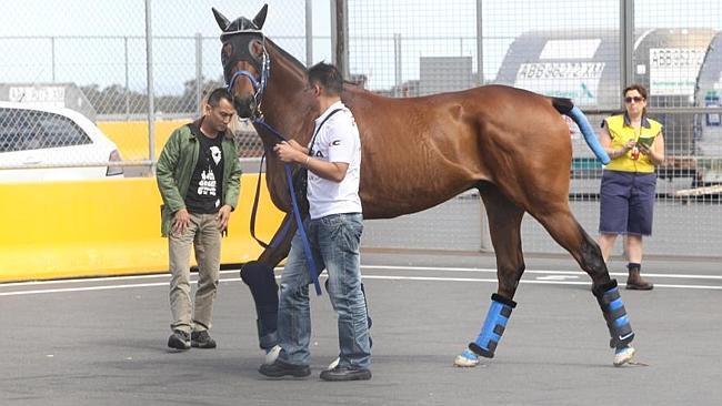 International sprinting star Lucky Nine has already touched down in Australia.