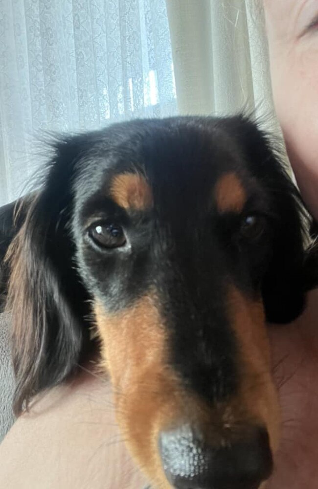 Dobbie: Penny Jakab's 14 month old short hair x long hair Mini Dachshund
