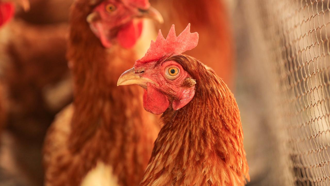 Wachem West: Chooks saved from chicken farm fire | Herald Sun