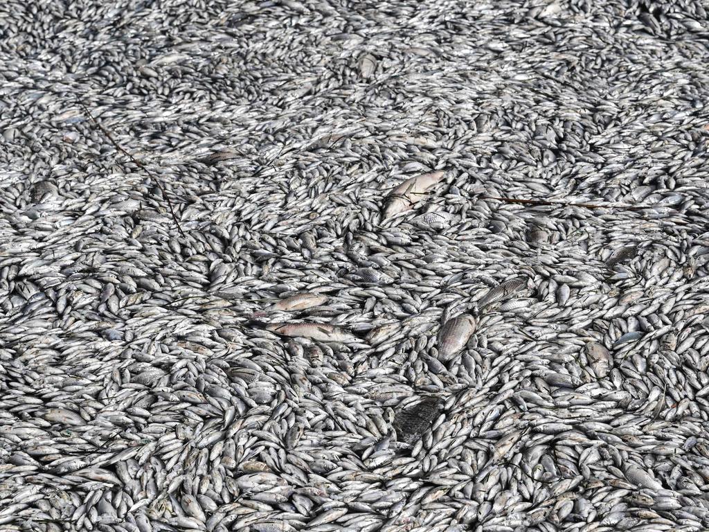 Millions of fish piling up on the picturesque harbour has put off tourists from eating. Picture: Sakis Mitrolidis/AFP