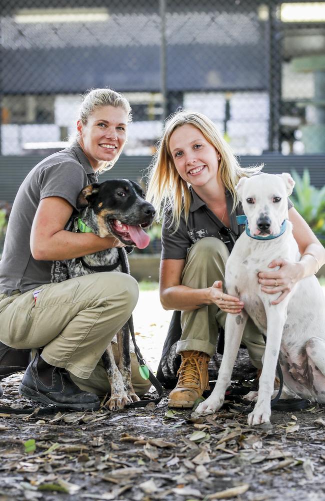 Diyani Pinell and Naomi Matula, with Zeke and Diesel who are both available to adopt at the Animal Welfare League Queensland Coombabah shelter on the Gold Coast. Pic: Tim Marsden