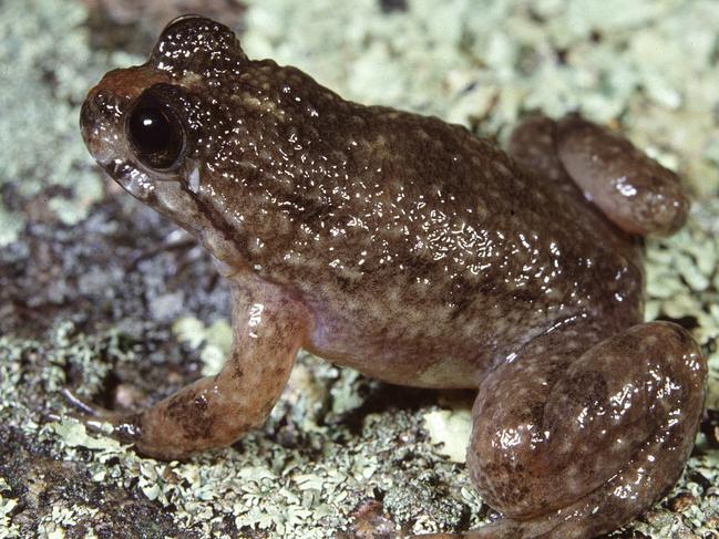 Supplied image of a northern gastric brooding frog