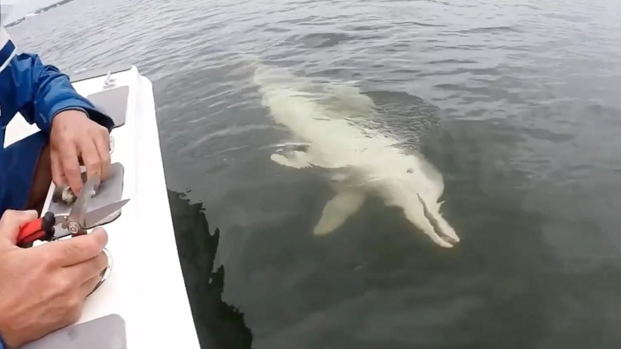 Wildlife authorities say it can be dangerous for wild dolphin to be fed by people if not regulated. Picture: Queensland Department of Environment and Science