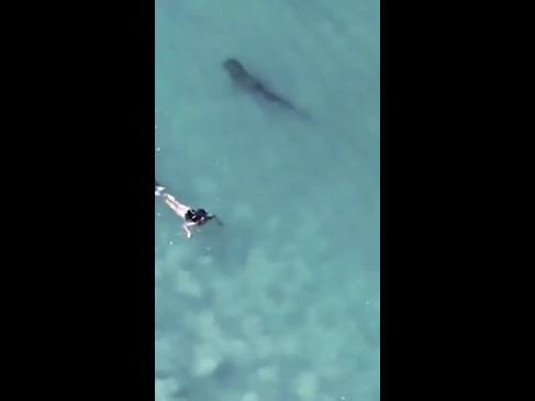 Curious shark gets close to swimmers in WA