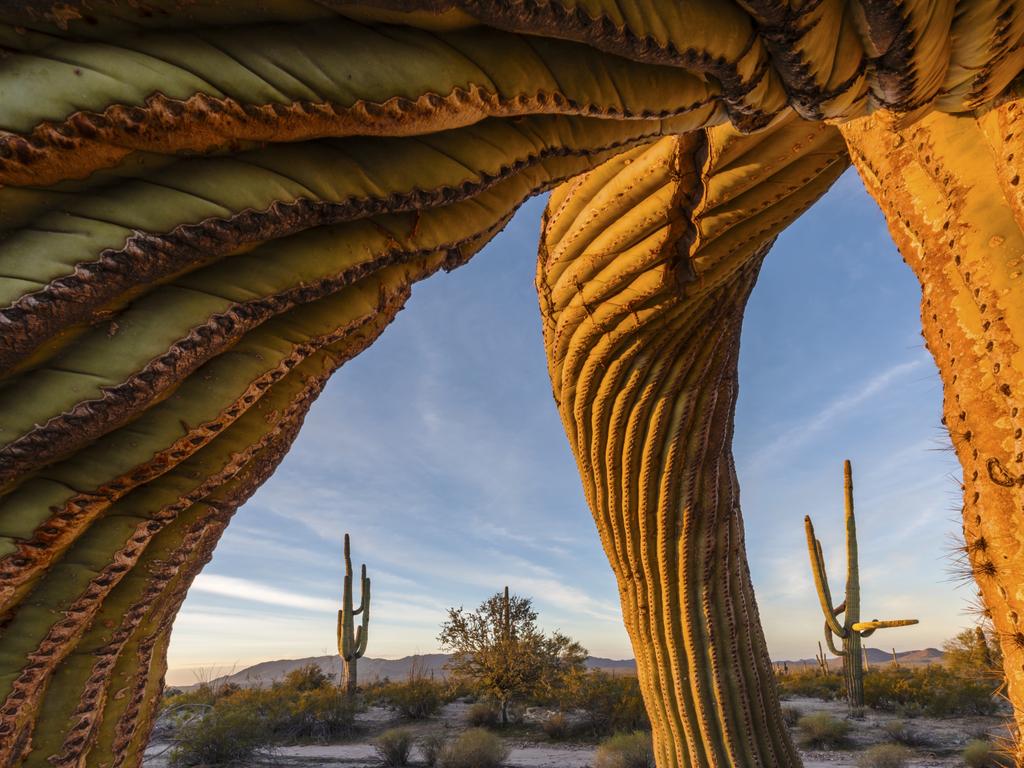 Wildlife Photographer of the Year: Saguaro twist Jack Dykinga, USA Finalist 2017, Plants and Fungi A band of ancient giants commands the expansive arid landscape of Arizona’s Sonoran Desert National Monument in the US. These emblematic saguaro cacti – up to 200 years old – may tower at more than 12 metres (40 feet) but are very slow growing, some sprouting upwardly curved branches as they mature. The roots – aside from one deep tap – weave a maze just below the surface, radiating as far as the plant is tall, to absorb precious rainfall. Most water is stored in sponge-like tissue, defended by hard external spines and a waxy-coated skin to reduce water loss. The surface pleats expand like accordions as the cactus swells, its burgeoning weight supported by woody ribs running along the folds. But the saturated limbs are vulnerable to hard frost – their flesh may freeze and crack, while the mighty arms twist down under their loads. A lifetime of searching out victims near his desert home led Jack to know several that promised interesting compositions. ‘This one allowed me to get right inside its limbs,’ he says. As the gentle dawn light bathed the saguaro’s contorted form, Jack’s wide angle revealed its furrowed arms, perfectly framing its neighbours before the distant Sand Tank Mountains.