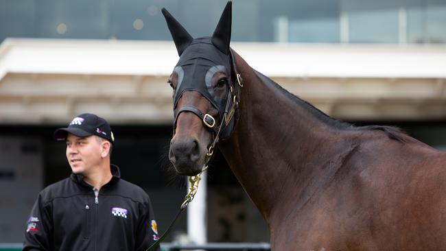 One of the world’s most famous mares, Winx. Picture: Paul Braven