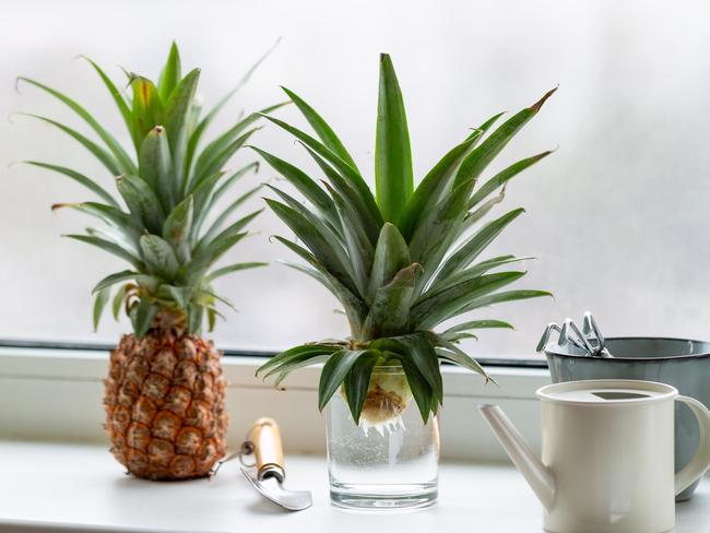 Pineapple can be grown from a discarded top.