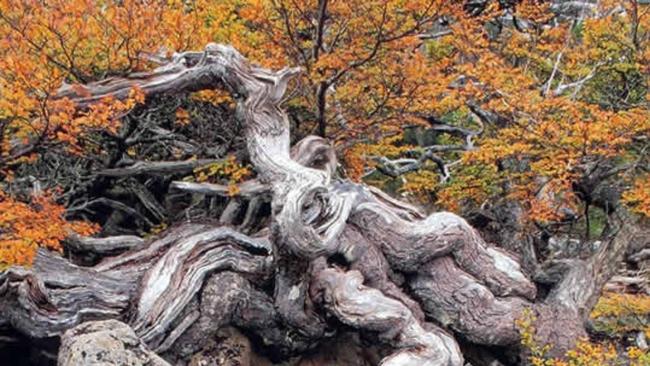 The turning of the Fagus at Mount Field National Park. Picture: Destination Tasmania