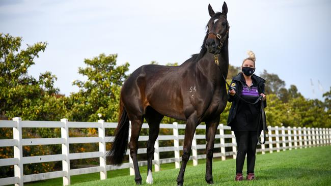Verry Elleegant takes a gentle walk a day after her historic win in the Melbourne Cup. Picture: Getty Images.