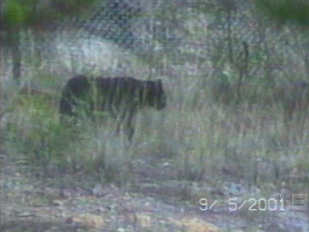 Wyong Creek: disembowelled kangaroo ignites `panther’ speculation ...