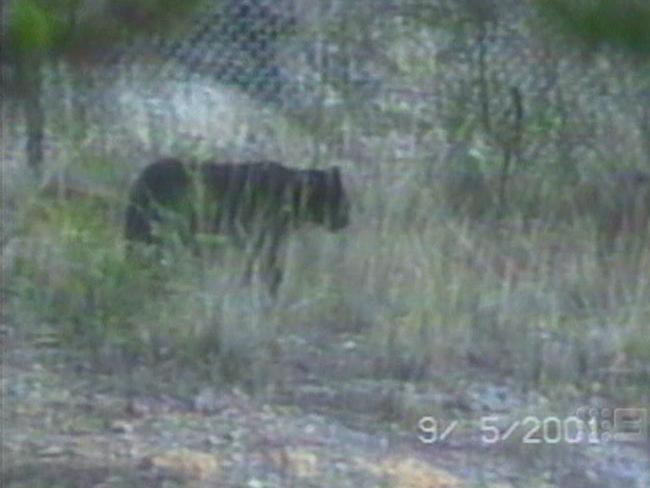 Copy photo of the mythical Lithgow Panther, the mysterious black cat which has been allegedly said to roam Penrith, the Hawkesbury, Lithgow and Blue Mountains for a number of years. Picture: Supplied