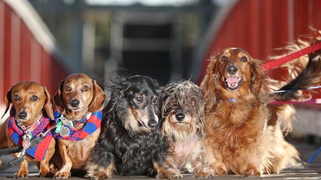 Many dachshund’s are ending up at shelters and rescue groups. Picture: Alex Coppel.