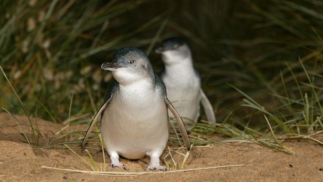 Phillip Island Nature Parks captured penguins in Summerland Bay. Picture: supplied.