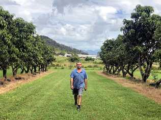 BORROWED TIME: Alwyn Plessis on his mango farm neighbouring the equine estate. He produces aroun 40 -60 tonnes of mangoes for the Brisbane markets. Picture: Troy Kippen