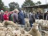 current downturn in mutton and lamb