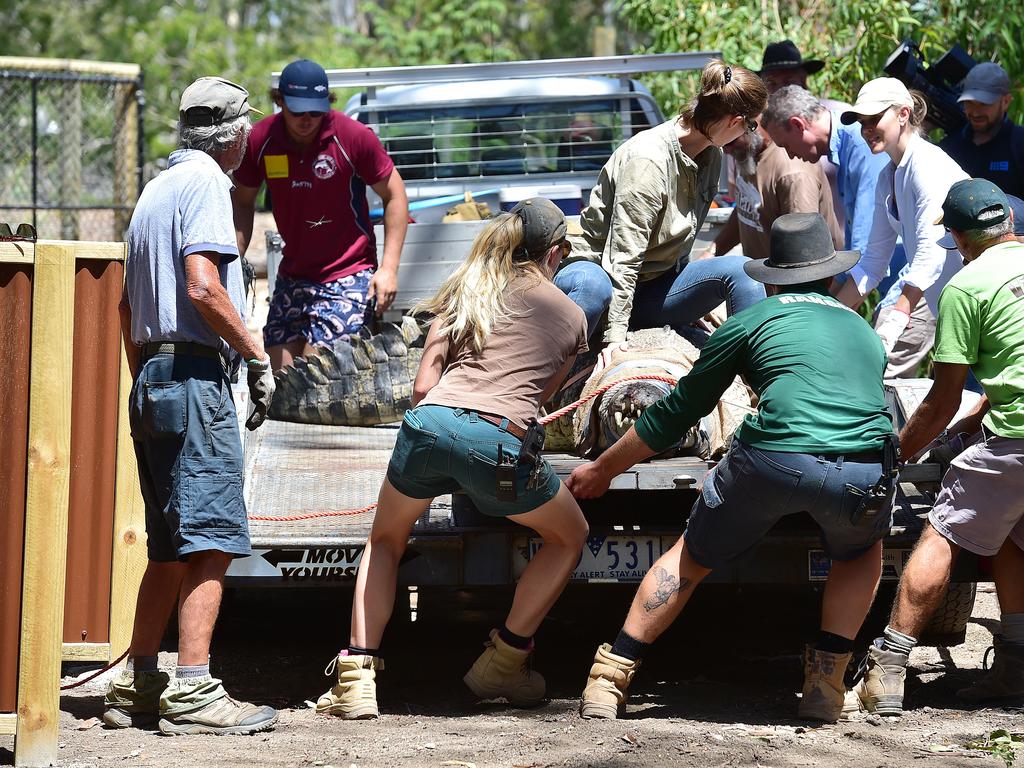 Billabong Sanctuary's new croc Krakatoa arrives to his new home. Picture: Shae Beplate.