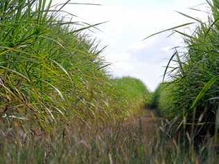 Bundy's cane growers are set for a win after the NAB announced it would adopt policies more supportive of farmers. Picture: Zach Hogg BUN300414CNE3