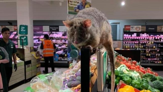 A pair of possums snuck into Woolworths Narrabeen on Tuesday evening. Now they’ve become social media sensations. Picture: Heleen Toll