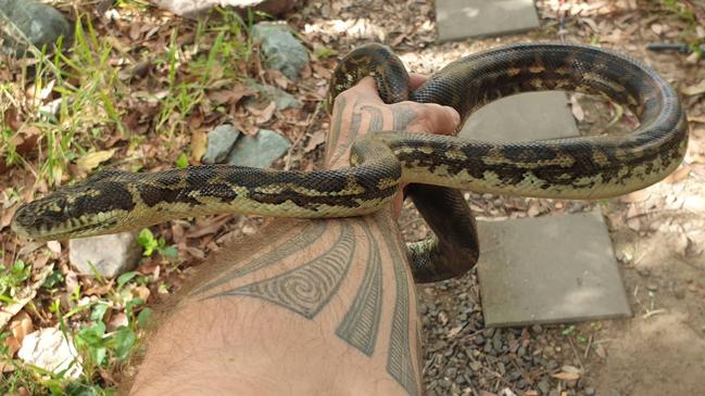 Snake breeding season is starting early in Queensland. Source: Steven Brown from Brisbane North Snake Catchers and Relocation.