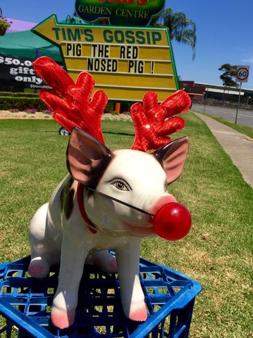 Pig gets into the Christmas spirit.